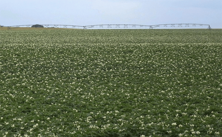 Drought Crisis in Aroostook: How Maine’s $1.3 Billion Potato Industry is Battling Extreme Dry Conditions