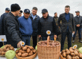 Tatarstan’s Ambitious Move: Can ‘Chistopolie’ Dominate Russia’s French Fries Market?
