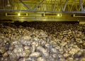 Cold Chains Under Pressure: Russia’s Ongoing Struggle to Modernize Potato Storage Infrastructure