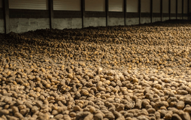 Smart Potato Storage: Techniques and Construction for Maximum Profitability 2 Smart Potato Storage: Techniques and Construction for Maximum Profitability