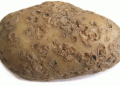 Powdery Scab in Potatoes: Emerging Threats and Innovative Management Strategies