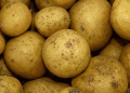 Unlocking Higher Potato Yields: How AI and Microbes Are Revolutionizing Farming