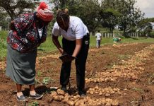De los granos a los códigos de barras: los agricultores lideran el cultivo de papa en África Oriental