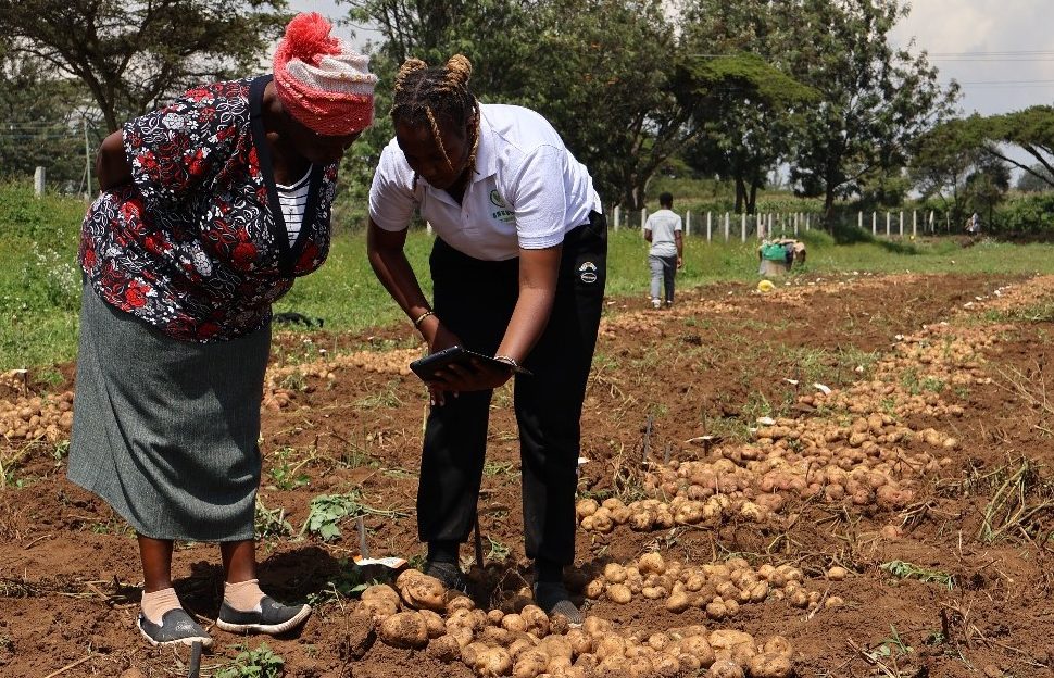 Daripada Inti kepada Kod Bar: Petani Mendahului Pembiakbakaan Kentang di Afrika Timur