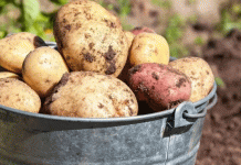 Més enllà del rendiment: tres varietats de patata d'elit que combinen collites rècord, resistència a les plagues i excel·lència culinària