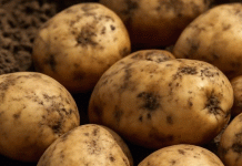 Más allá del contenedor: Aprovechamiento de soluciones fitogénicas para mejorar el almacenamiento de patatas y mitigar las pérdidas