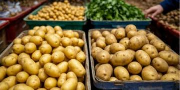 Omsk Region Proposes Potato Cultivation Investments to Delegation from Fergana