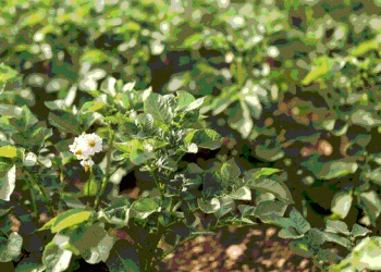 From Field to Fork: How Nutritional Science is Shaping Potato Demand and Production Priorities