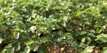 From Field to Fork: How Nutritional Science is Shaping Potato Demand and Production Priorities