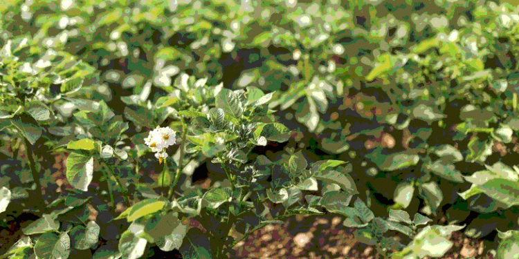 From Field to Fork: How Nutritional Science is Shaping Potato Demand and Production Priorities