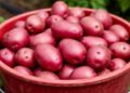“One-Third Goes to Waste”: Russians Divided in Heated Debate Over Domestic vs. Imported Potatoes