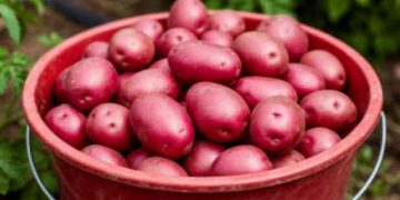 “One-Third Goes to Waste”: Russians Divided in Heated Debate Over Domestic vs. Imported Potatoes