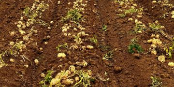 Integrated Mechanization Boosts Potato Production Efficiency by 45%: Vietnam’s Model for Closing the Processing Supply Gap