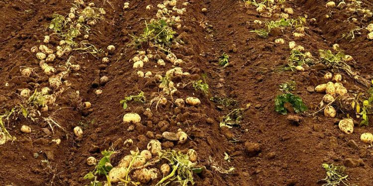 Integrated Mechanization Boosts Potato Production Efficiency by 45%: Vietnam’s Model for Closing the Processing Supply Gap