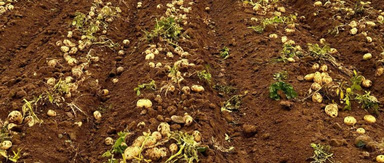 Integrated Mechanization Boosts Potato Production Efficiency by 45%: Vietnam's Model for Closing the Processing Supply Gap 44 Integrated Mechanization Boosts Potato Production Efficiency by 45%: Vietnam’s Model for Closing the Processing Supply Gap