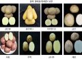 Gwangju Aims to Reduce Reliance on Imports with Trial of Eight New Korean Potato Varieties