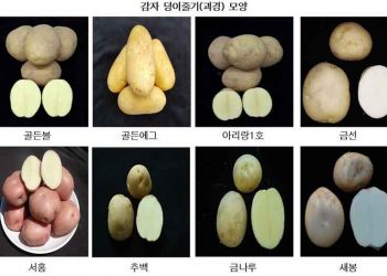 Gwangju Aims to Reduce Reliance on Imports with Trial of Eight New Korean Potato Varieties