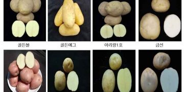 Gwangju Aims to Reduce Reliance on Imports with Trial of Eight New Korean Potato Varieties