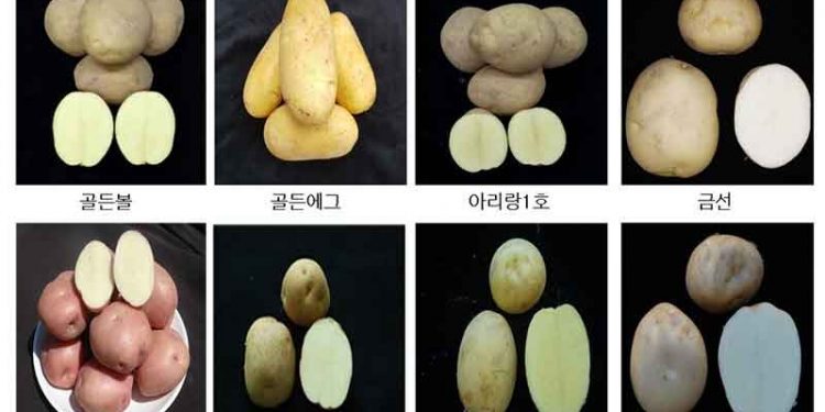 Gwangju Aims to Reduce Reliance on Imports with Trial of Eight New Korean Potato Varieties