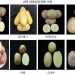 Gwangju Aims to Reduce Reliance on Imports with Trial of Eight New Korean Potato Varieties