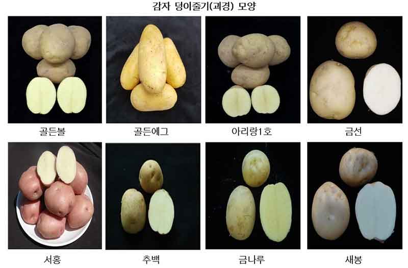 Gwangju punta a ridurre la dipendenza dalle importazioni sperimentando otto nuove varietà di patate coreane