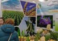 Chuvashia Hosts “Potato-2026”: A Critical Gathering for Russia’s Seed Independence and Agricultural Technology