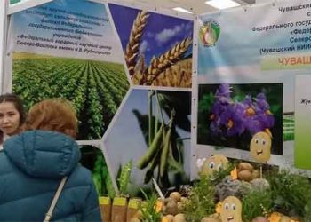 Chuvashia Hosts “Potato-2026”: A Critical Gathering for Russia’s Seed Independence and Agricultural Technology