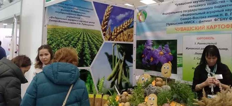 Chuvashia Hosts “Potato-2026”: A Critical Gathering for Russia’s Seed Independence and Agricultural Technology