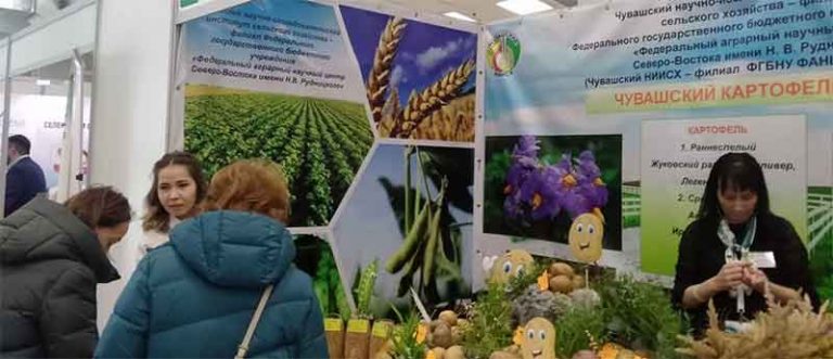Chuvashia Hosts "Potato-2026": A Critical Gathering for Russia's Seed Independence and Agricultural Technology 43 Chuvashia Hosts “Potato-2026”: A Critical Gathering for Russia’s Seed Independence and Agricultural Technology