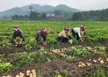 A Single Potato Crop Transforms Farming Practices in Quang Ninh’s Highland Commune