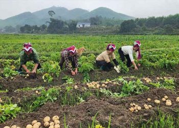 A Single Potato Crop Transforms Farming Practices in Quang Ninh’s Highland Commune
