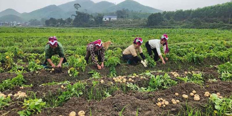 A Single Potato Crop Transforms Farming Practices in Quang Ninh’s Highland Commune