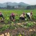 A Single Potato Crop Transforms Farming Practices in Quang Ninh’s Highland Commune