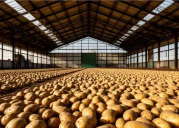 Global Potato Processing Market on Track to Reach $73 Billion by 2034