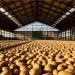 Global Potato Processing Market on Track to Reach $73 Billion by 2034