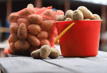 폭풍을 이겨내다: 과도한 강우로 인해 감자 작물이 피해를 입고 가격이 급등하는 이유