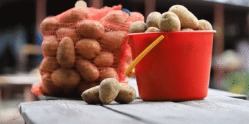 Weathering the Storm: How Excessive Rainfall is Decimating Potato Crops and Driving Up Prices