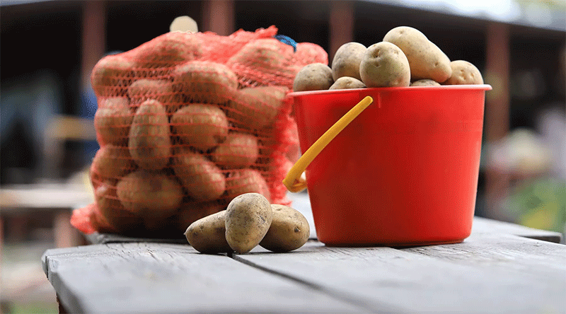 Weathering the Storm: How Excessive Rainfall is Decimating Potato Crops and Driving Up Prices