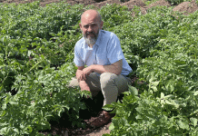 วิกฤตสภาพอากาศในฟาร์มของอังกฤษ: การผลิตมันฝรั่งสามารถทนต่อความร้อนได้หรือไม่?