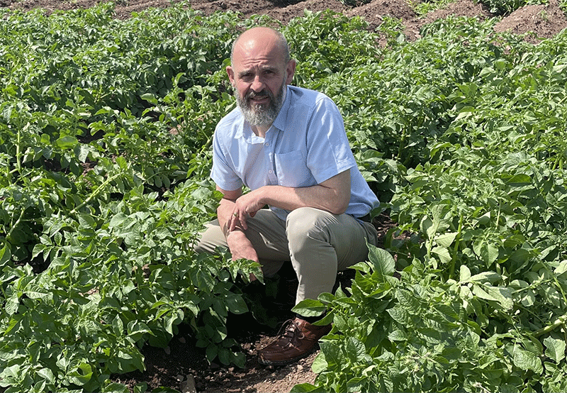 Climate Crisis on the British Farm: Can Potato Production Withstand the Heat?