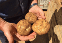 Biosecurity Breach: Potato Leafroll Virus Emergence in Tasmania Highlights Global Phytosanitary Risks
