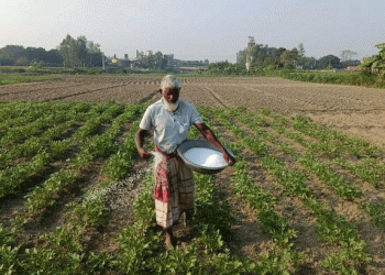 The High-Stakes Gamble in Bogura: Record Potato Planting Meets Soaring Costs and Market Anxiety