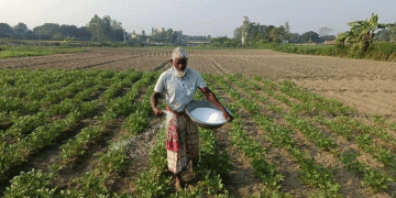 The High-Stakes Gamble in Bogura: Record Potato Planting Meets Soaring Costs and Market Anxiety