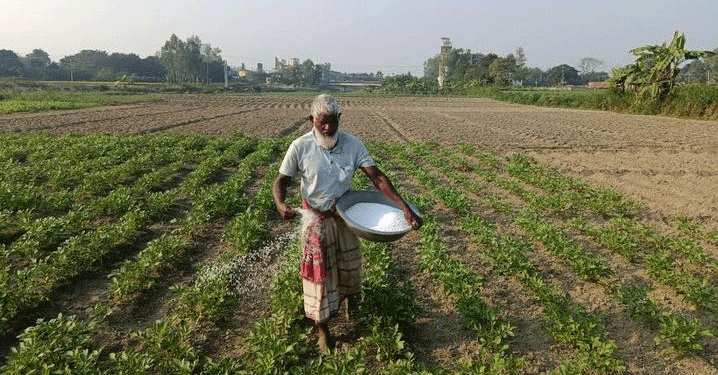 The High-Stakes Gamble in Bogura: Record Potato Planting Meets Soaring Costs and Market Anxiety