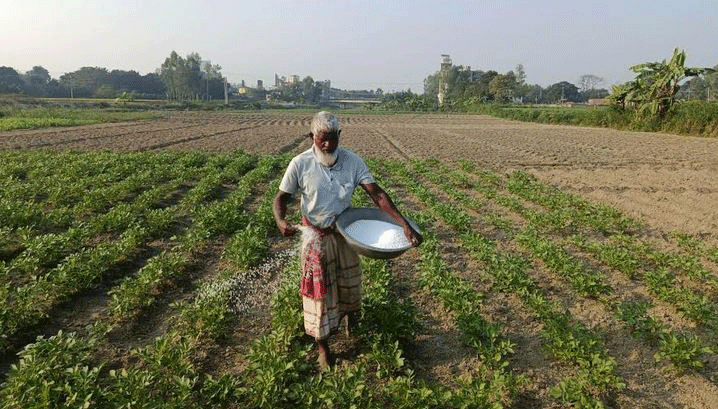 बोगुरा में जोखिम भरा जुआ: आलू की रिकॉर्ड तोड़ बुवाई के साथ बढ़ती लागत और बाजार की चिंता