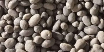 Novgorod Region Ships 40 Tons of High-Grade Seed Potatoes to Belgorod for Spring Planting