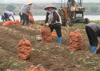 Bumper Winter Potato Harvest in Haiphong Brings High Prices and Stable Incomes for Farmers