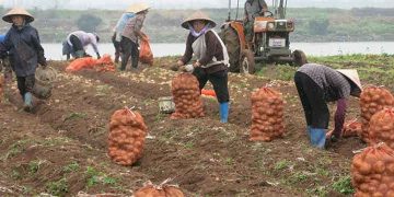 Bumper Winter Potato Harvest in Haiphong Brings High Prices and Stable Incomes for Farmers