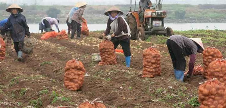 Bumper Winter Potato Harvest in Haiphong Brings High Prices and Stable Incomes for Farmers
