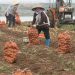 Bumper Winter Potato Harvest in Haiphong Brings High Prices and Stable Incomes for Farmers